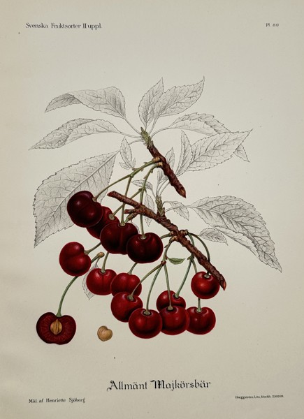 Henriette Sjöberg (1842–1915) – Allmänt Majkörsbär (Common May Cherry) – Chromolithograph (c. 1895)
