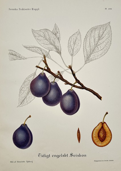 Henriette Sjöberg (1842–1915) – Tidigt engelskt Sviskon (Early English Prune) – Chromolithograph (c. 1895)