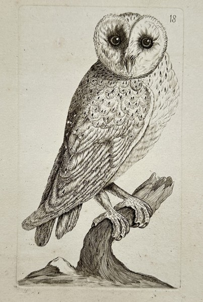Unknown Artist – Barn Owl on a Branch – Engraving (c. 1750)