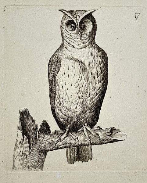 Unknown Artist – Long-eared Owl on a Branch – Engraving (c. 1750)