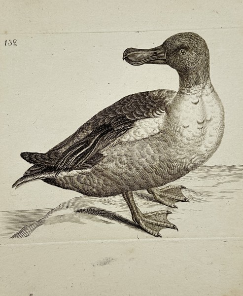 Unknown Artist – Sea Duck – Engraving (c. 1750)