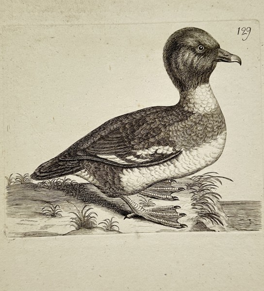 Unknown Artist – Diving Bird – Engraving (c. 1750)