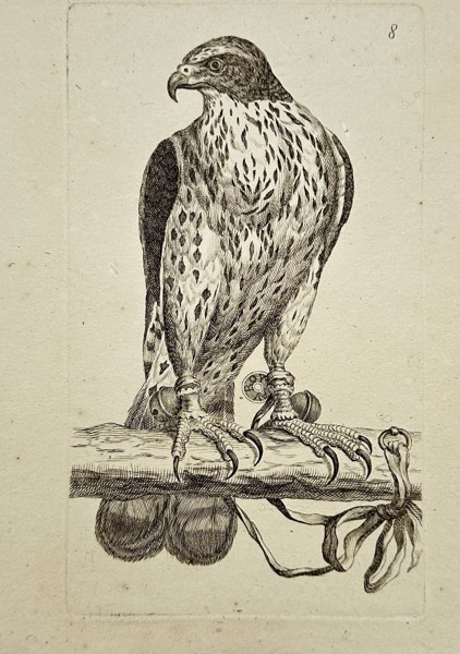 Unknown Artist – Peregrine Falcon – Engraving (c. 1750)