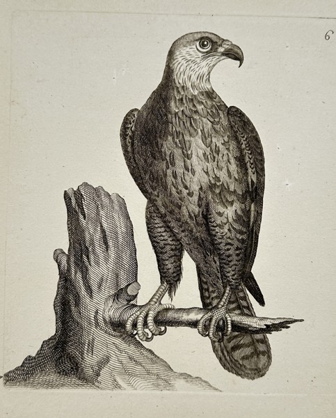 Unknown Artist – Buzzard or Eagle on a Tree Stump – Engraving (c. 1750)