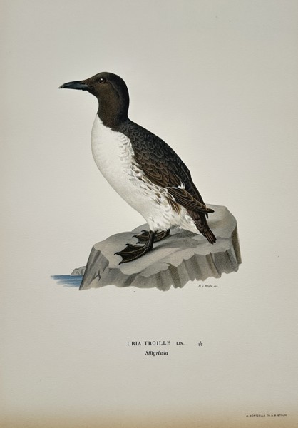 Magnus von Wright (1805–1868) – Uria Troille (Common Murre) – Chromolithograph (c. 1850)
