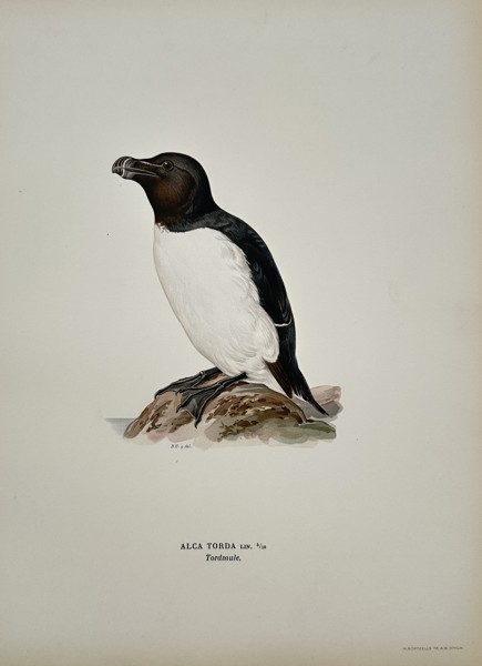 Magnus von Wright (1805–1868) – Alca Torda (Razorbill) – Chromolithograph (c. 1850)