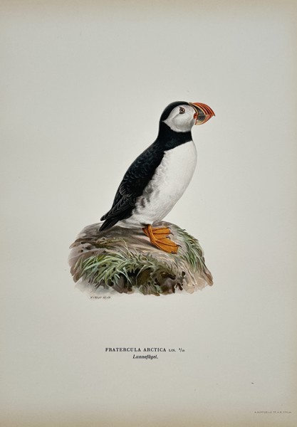Magnus von Wright (1805–1868) – Fratercula Arctica (Atlantic Puffin) – Chromolithograph (c. 1850)