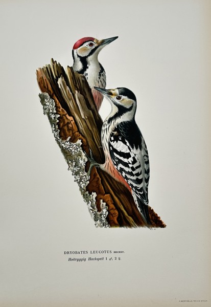Magnus von Wright (1805–1868) – Dryobates Leucotus (White-backed Woodpecker) – Chromolithograph (c. 1850)