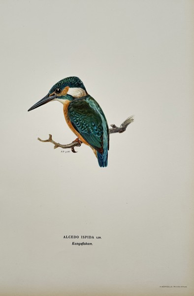 Magnus von Wright (1805–1868) – Alcedo Ispida (Common Kingfisher) – Chromolithograph (c. 1850)