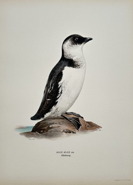 Magnus von Wright (1805–1868) – Alle Alle (Dovekie or Little Auk) – Chromolithograph (c. 1850)