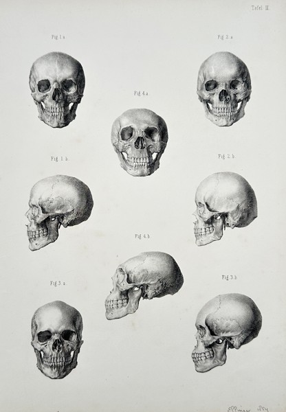 Carl Cordts (1838–1904) – Comparative Cranial Anatomy (Plate III) – Engraving (1874)