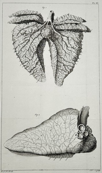Marcello Malpighi (1628–1694) – Anatomical Illustrations of Lungs and Glands (Plate XV) – Engraving (1687)