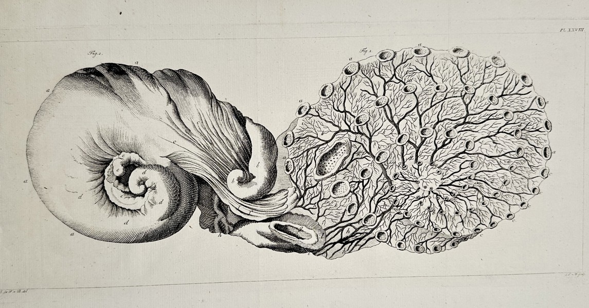 Marcello Malpighi (1628–1694) – Anatomical and Microscopic Structures (Plate XXIII) – Engraving (1687)