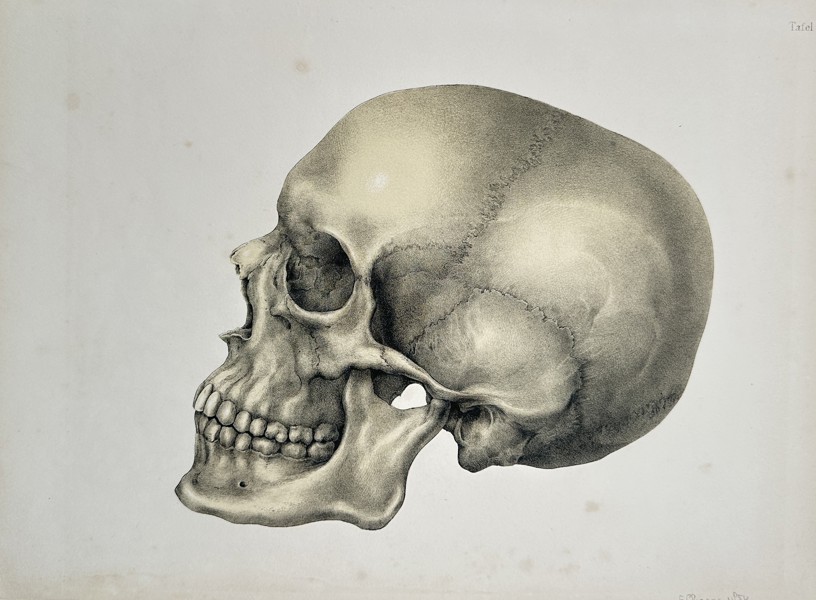 Carl Cordts (1838–1904) – Human Skull in Profile (Tafel I) – Engraving (1874)
