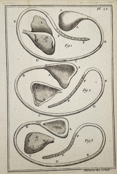Nicolaas Bidloo (c. 1670–1735), after – Comparative Anatomical Structures (Plate 34) – Engraving (c. 1739)