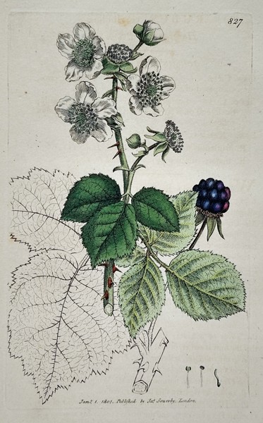 James Sowerby (1757–1822) – Blackberry (Rubus fruticosus) – Engraving with hand-coloring (1801)