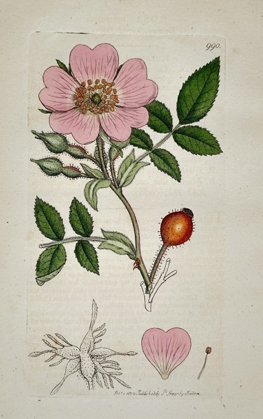 James Sowerby (1757–1822) – Field Rose (Rosa arvensis) – Engraving with hand-coloring (1801)