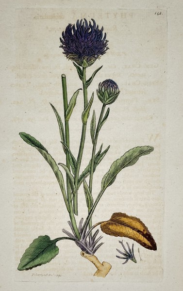 James Sowerby (1757–1822) – Black Knapweed (Centaurea nigra) – Engraving with hand-coloring (1791)