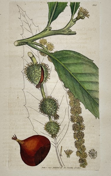 James Sowerby (1757–1822) – Sweet Chestnut (Castanea sativa) – Engraving with hand-coloring (1801)