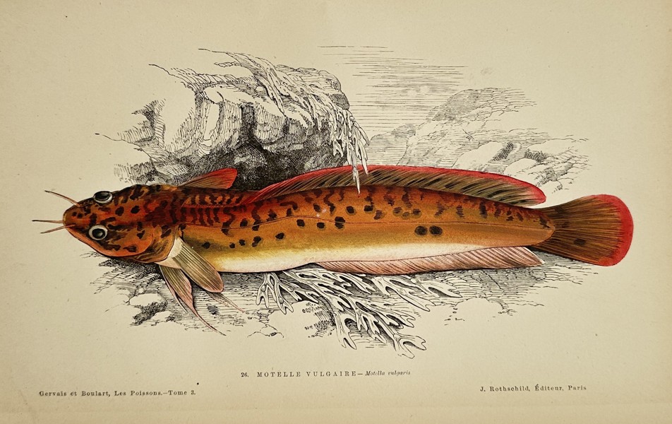 Jules Rothschild (active 1860s–1880s) – Le Rotule Vulgaire (Gobius minutus) – Lithograph with hand-coloring (c. 1870)