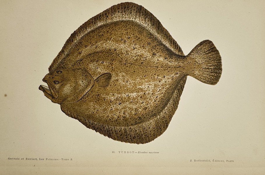 Jules Rothschild (active 1860s–1880s) – Le Turbot (Psetta maxima) – Lithograph with hand-coloring (c. 1870)