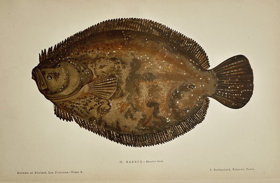 Jules Rothschild (active 1860s–1880s) – Le Barbue (Rhombus laevis) – Lithograph with hand-coloring (c. 1870)