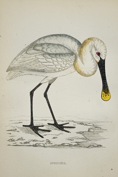 Francis Orpen Morris (1810–1893) – Spoonbill (Platalea leucorodia) – Engraving with hand-coloring (c. 1855)