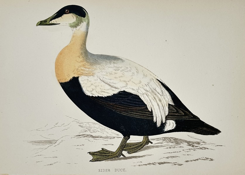 Francis Orpen Morris (1810–1893) – Eider Duck (Somateria mollissima) – Engraving with hand-coloring (c. 1855)