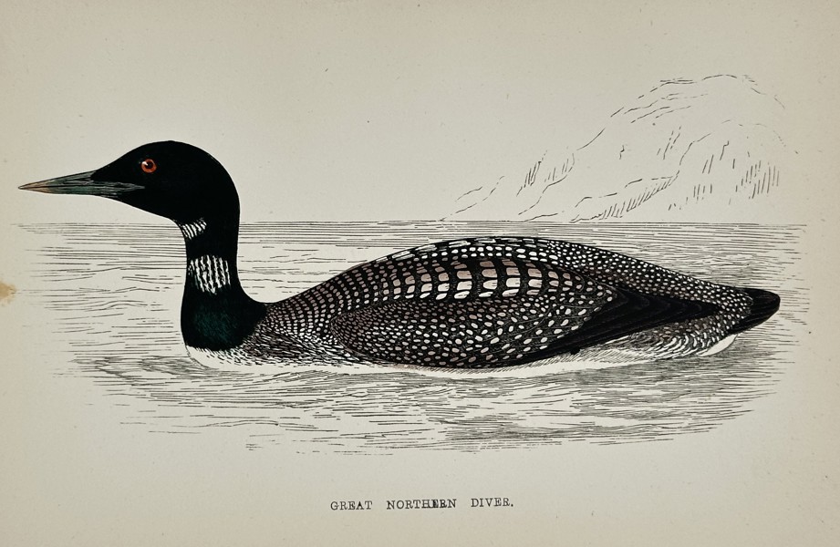 Francis Orpen Morris (1810–1893) – Great Northern Diver (Gavia immer) – Engraving with hand-coloring (c. 1855)