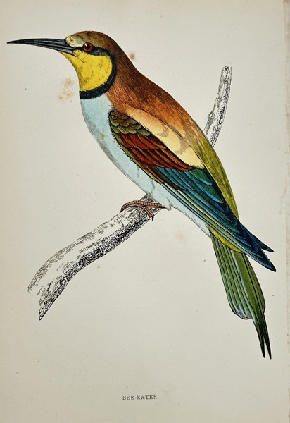 Francis Orpen Morris (1810–1893) – Bee-Eater (Merops apiaster) – Engraving with hand-coloring (c. 1855)