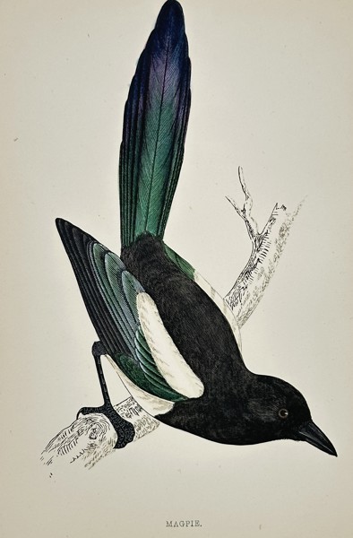 Francis Orpen Morris (1810–1893) – Magpie (Pica pica) – Engraving with hand-coloring (c. 1855)