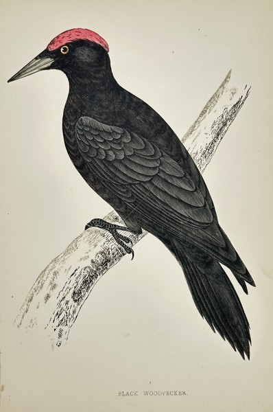 Francis Orpen Morris (1810–1893) – Black Woodpecker (Dryocopus martius) – Engraving with hand-coloring (c. 1855)