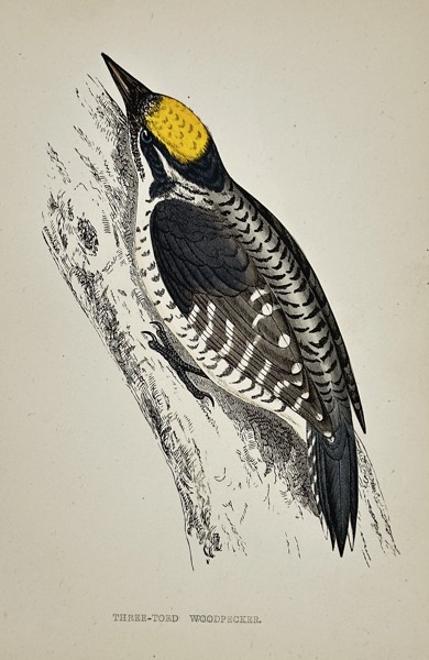 Francis Orpen Morris (1810–1893) – Three-toed Woodpecker (Picoides tridactylus) – Engraving with hand-coloring (c. 1855)