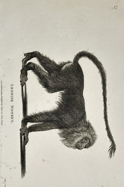 George Shaw (1751–1813) – Leonine Monkey (Lion Tamarin or Lion-tailed Macaque) – Engraving (1805)