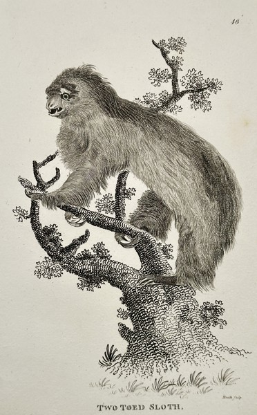 George Shaw (1751–1813) – Two-toed Sloth (Choloepus didactylus) – Engraving (1800)