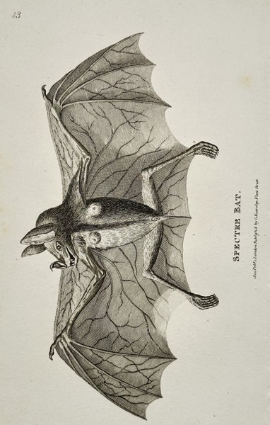George Shaw (1751–1813) – Spectre Bat (Vampyrum spectrum) – Engraving (1800)