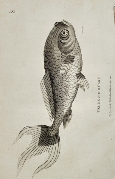 George Shaw (1751–1813) – Telescope Carp (Carassius auratus var.) – Engraving (1805)