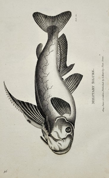 George Shaw (1751–1813) – Military Silure (Military Catfish) – Engraving (1804)