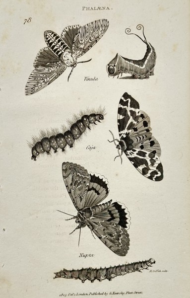 George Shaw (1751–1813) – Phalæna: Moths and Caterpillars (Vinula, Caja, Nupta) – Engraving (1803)