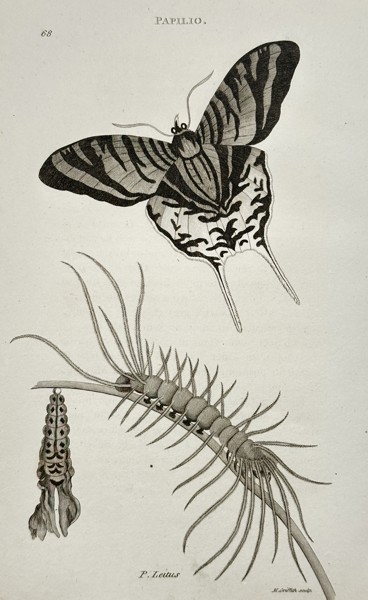 George Shaw (1751–1813) – Papilio: Swallowtail Butterfly and Larva (Papilio leilus) – Engraving (1800)