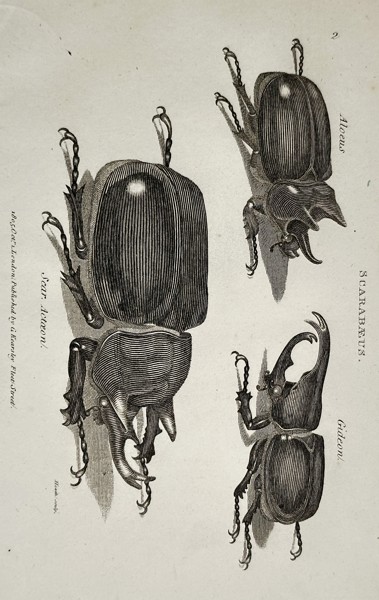 George Shaw (1751–1813) – Scarabæus: Hercules Beetles (Alcæus, Gideon, Actæon) – Engraving (1805)