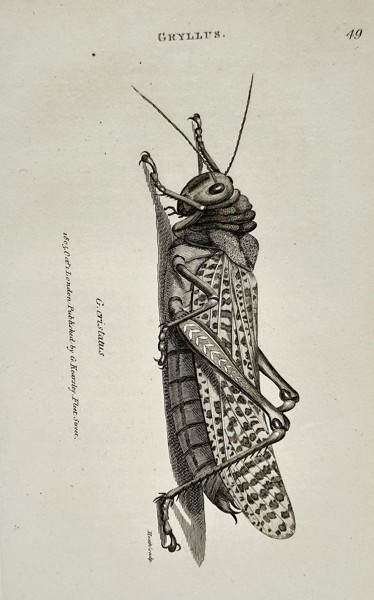 George Shaw (1751–1813) – Gryllus: Spotted Grasshopper (Gryllus cristatus) – Engraving (1805)