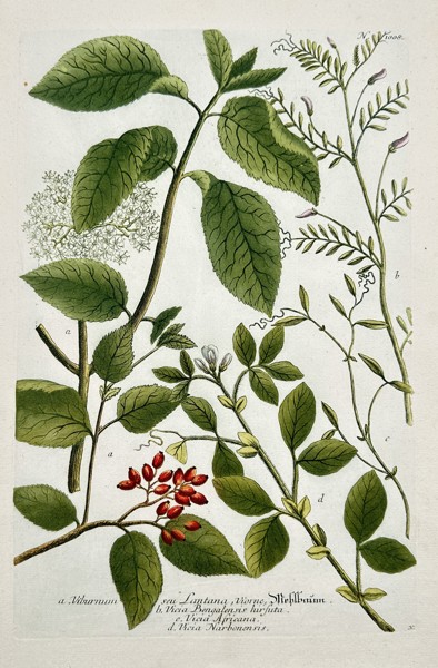 Johann Wilhelm Weinmann (1683–1741) – Botanical Study of Vines and Shrubs (Viburnum, Vicia, Melilotus, Coronilla) – Engraving with hand-coloring (c. 1737)