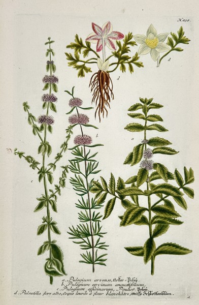 Johann Wilhelm Weinmann (1683–1741) – Botanical Study of Various Herbs and Flowers (Pulegium, Pulstilla) – Engraving with hand-coloring (c. 1737)