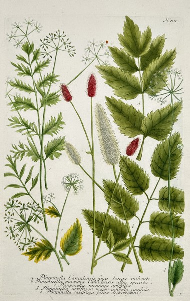 Johann Wilhelm Weinmann (1683–1741) – Botanical Study of Pimpinella Species (Pimpinella Canadensis, etc.) – Engraving with hand-coloring (c. 1737)
