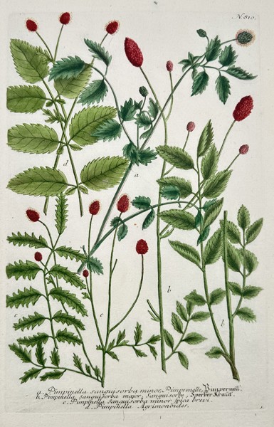 Johann Wilhelm Weinmann (1683–1741) – Botanical Study of Pimpinella Species (Pimpinella Sanguisorba, etc.) – Engraving with hand-coloring (c. 1737)