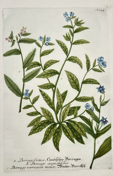 Johann Wilhelm Weinmann (1683–1741) – Botanical Study of Borage Species (Borago Cretica, etc.) – Engraving with hand-coloring (c. 1737)