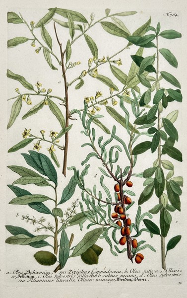 Johann Wilhelm Weinmann (1683–1741) – Botanical Study of Olive and Related Species (Olea, Hippophae, Zizyphus) – Engraving with hand-coloring (c. 1737)