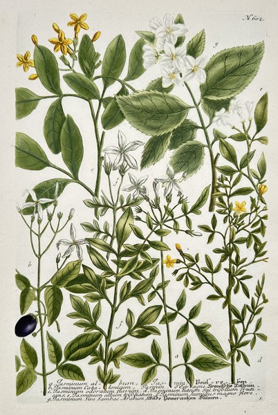 Johann Wilhelm Weinmann (1683–1741) – Botanical Study of Jasmine and Related Species (Jasminum) – Engraving with hand-coloring (c. 1737)