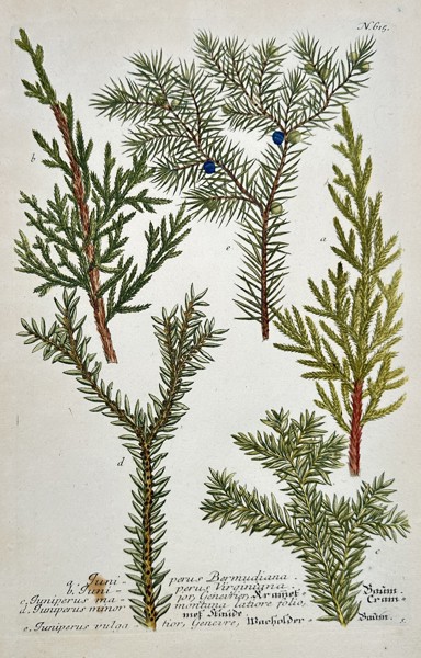 Johann Wilhelm Weinmann (1683–1741) – Botanical Study of Juniper Species (Juniperus) – Engraving with hand-coloring (c. 1737)